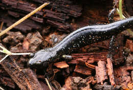 Image of Black Salamander