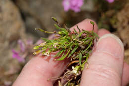 Image of Eremodraba intricatissima (Phil.) O. E. Schulz