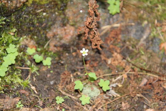 Image of Saxifraga rivularis subsp. rivularis