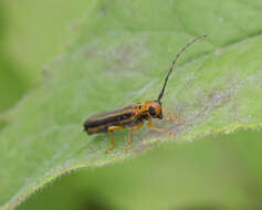 Image of Oberea tripunctata (Swederus 1787)