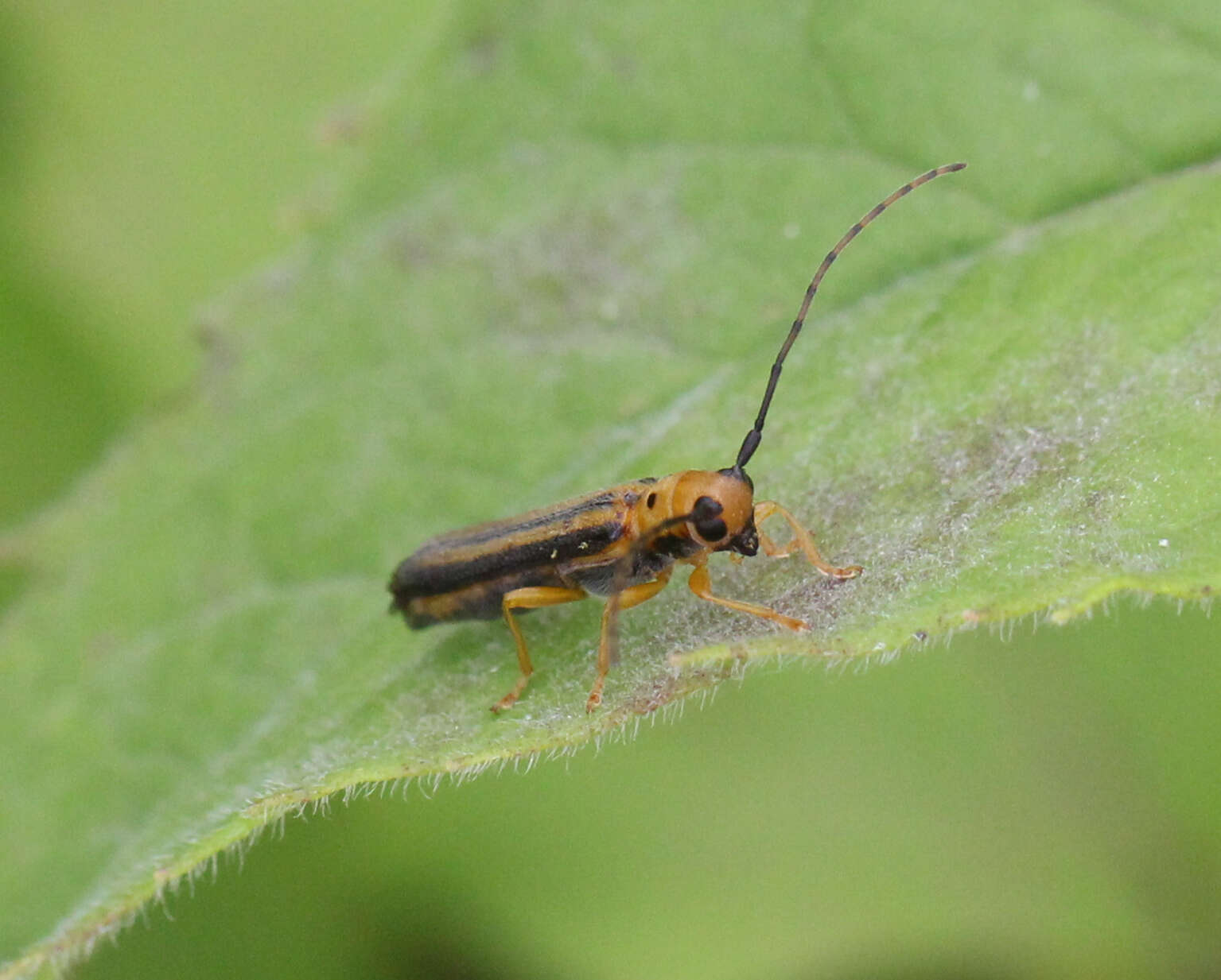 Image of Oberea tripunctata (Swederus 1787)