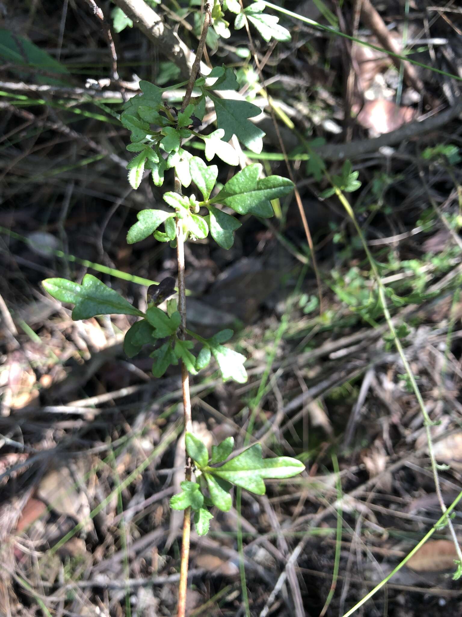 Image of Xanthosia stellata J. M. Hart & M. J. Henwood