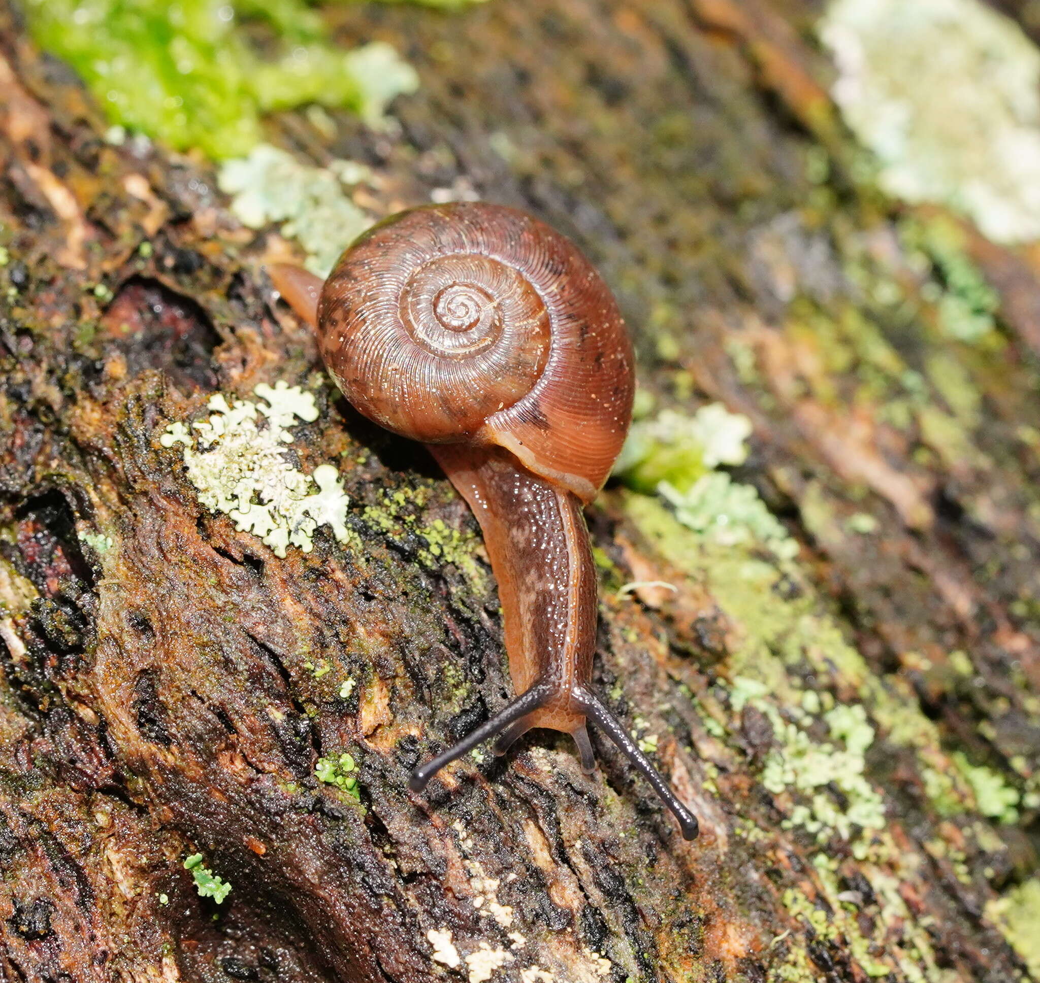 صورة Austrorhytida glaciamans (Iredale 1938)