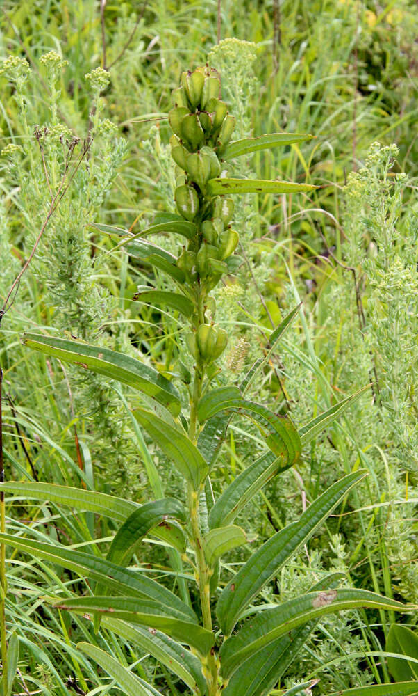 Dioscorea brownii Schinz的圖片