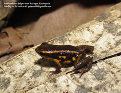 Image of Yellow-bellied Poison Frog