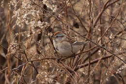 صورة Spizelloides arborea arborea (Wilson & A 1810)