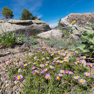 Image of shining fleabane