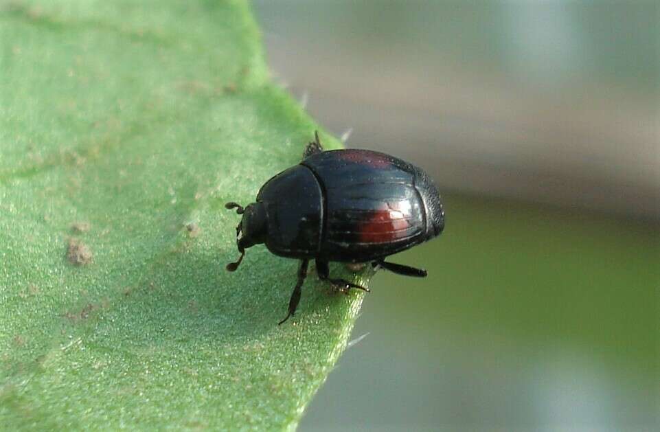 Image of Margarinotus (Paralister) purpurascens (Herbst 1791)