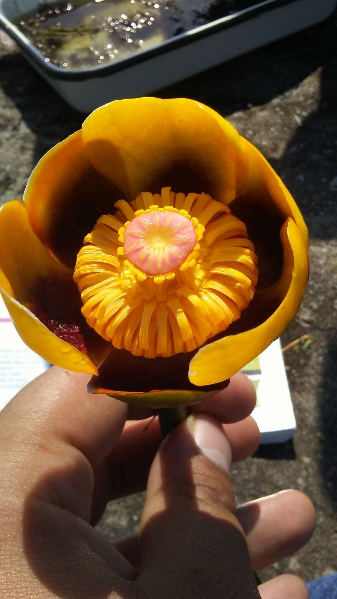 Image de Nuphar rubrodisca Morong