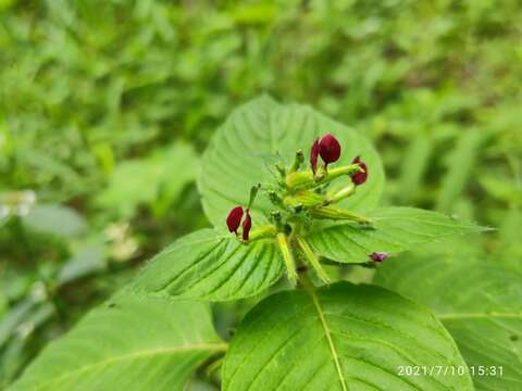 Image de Cuphea paucipetala S. A. Graham