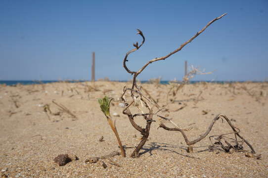 Imagem de Tournefortia sibirica L.