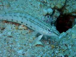 Image of Nosestripe grubfish