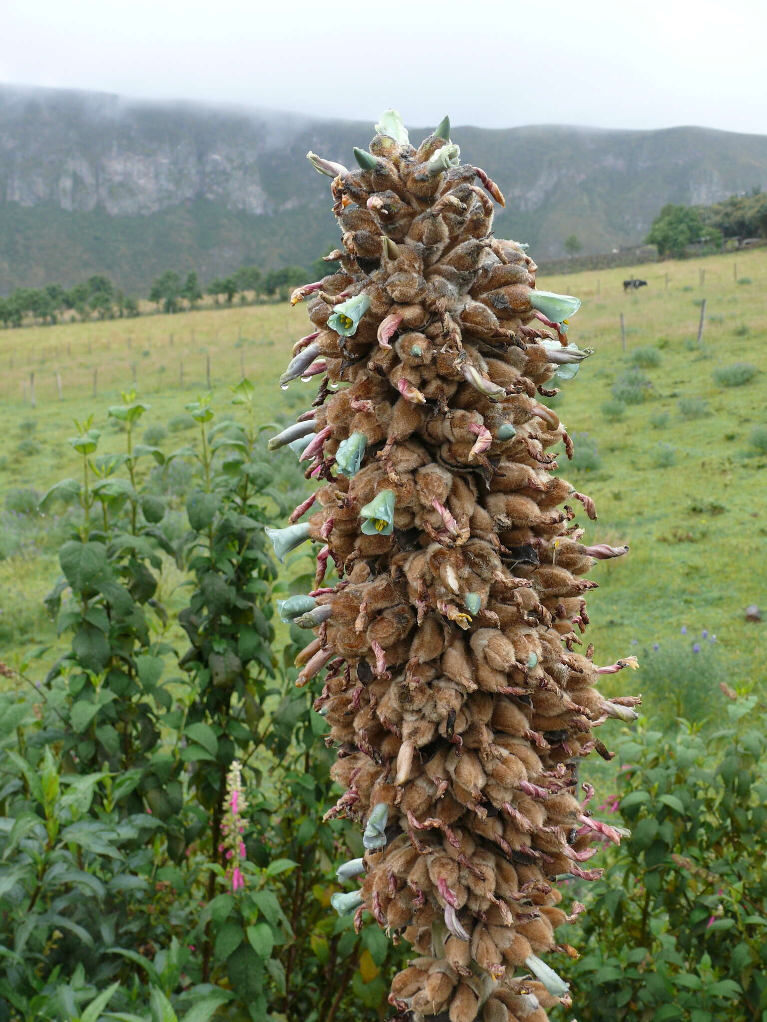 Imagem de Puya glomerifera Mez & Sodiro