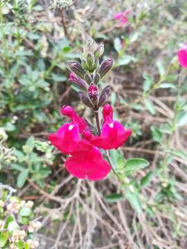 Image of autumn sage