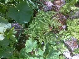 Image of mountain bladderfern