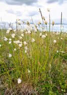 Image of northland cottonsedge