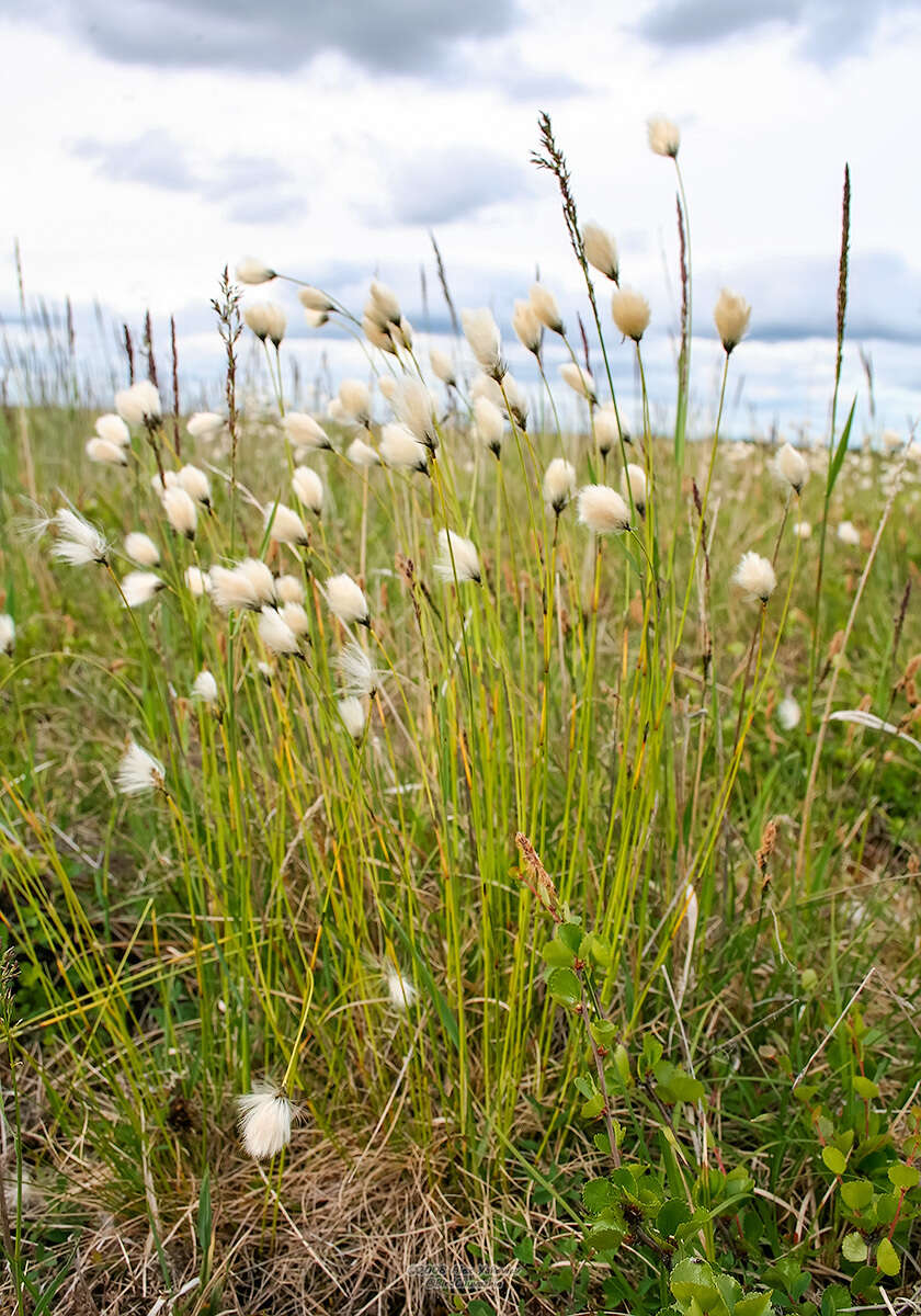 Image of northland cottonsedge