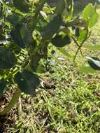 Sivun Stigmella centifoliella (Zeller 1848) Beirne 1945 kuva