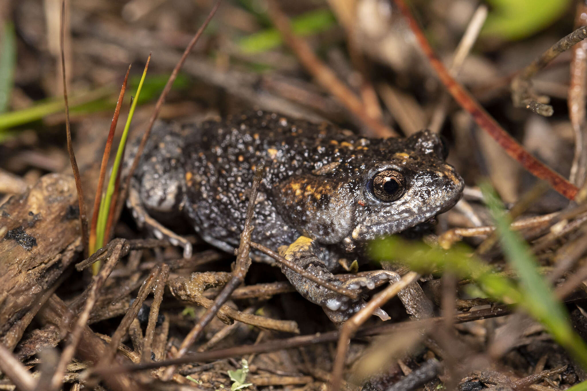 Image of Martin's Toadlet