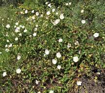 Image of island false bindweed