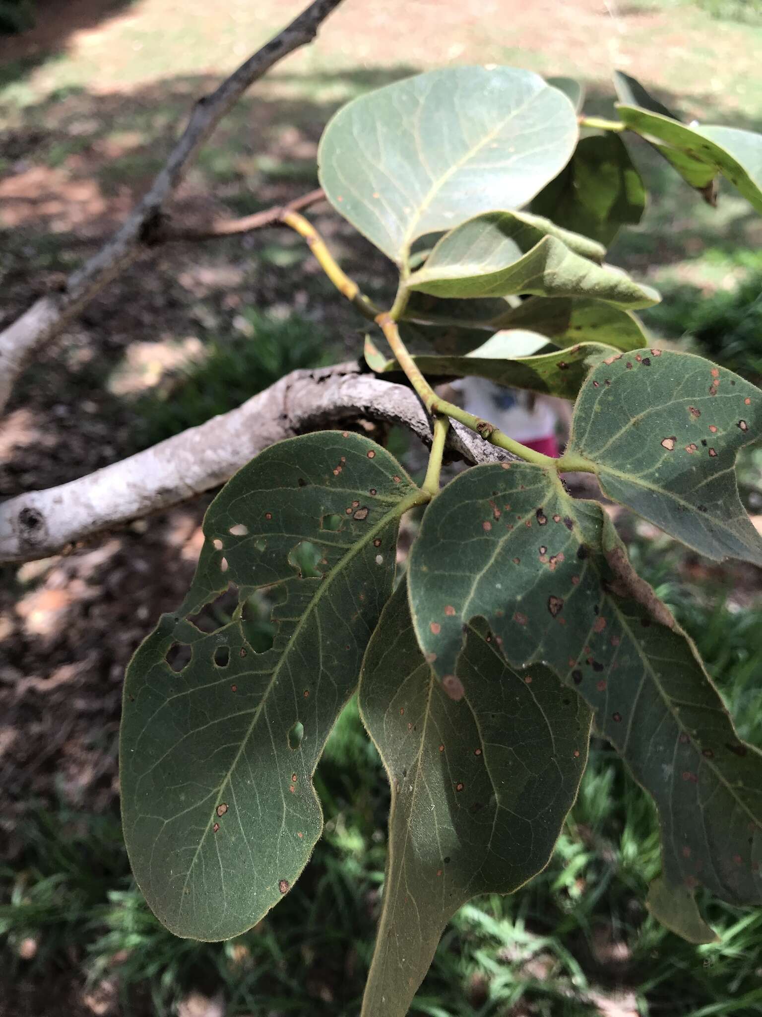 Image de Hymenaea stigonocarpa Hayne