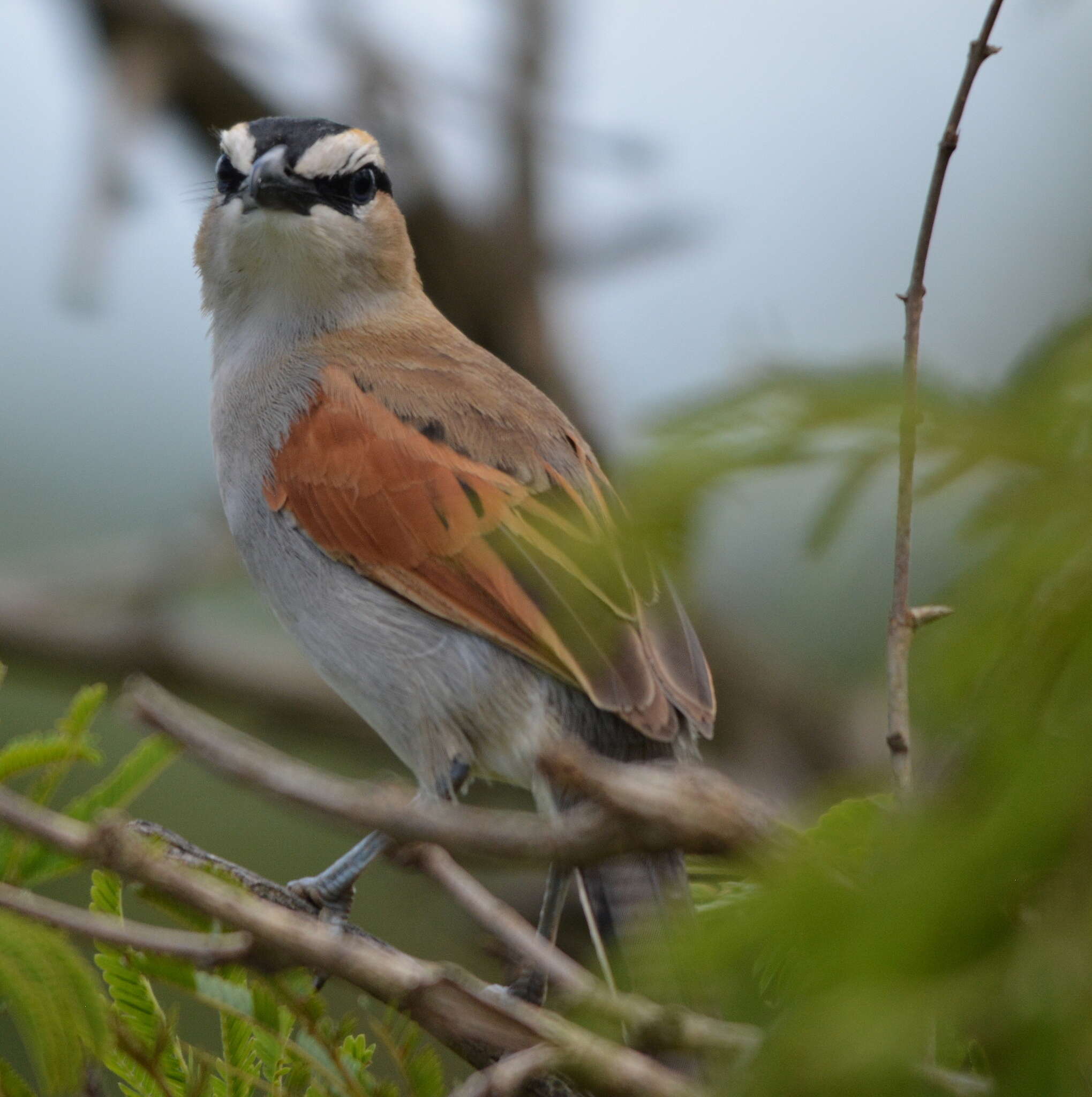 Слика од Tchagra senegalus orientalis (Cabanis 1869)