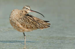 Image of Long-billed Curlew