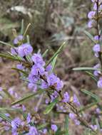 Image of Hovea asperifolia subsp. asperifolia