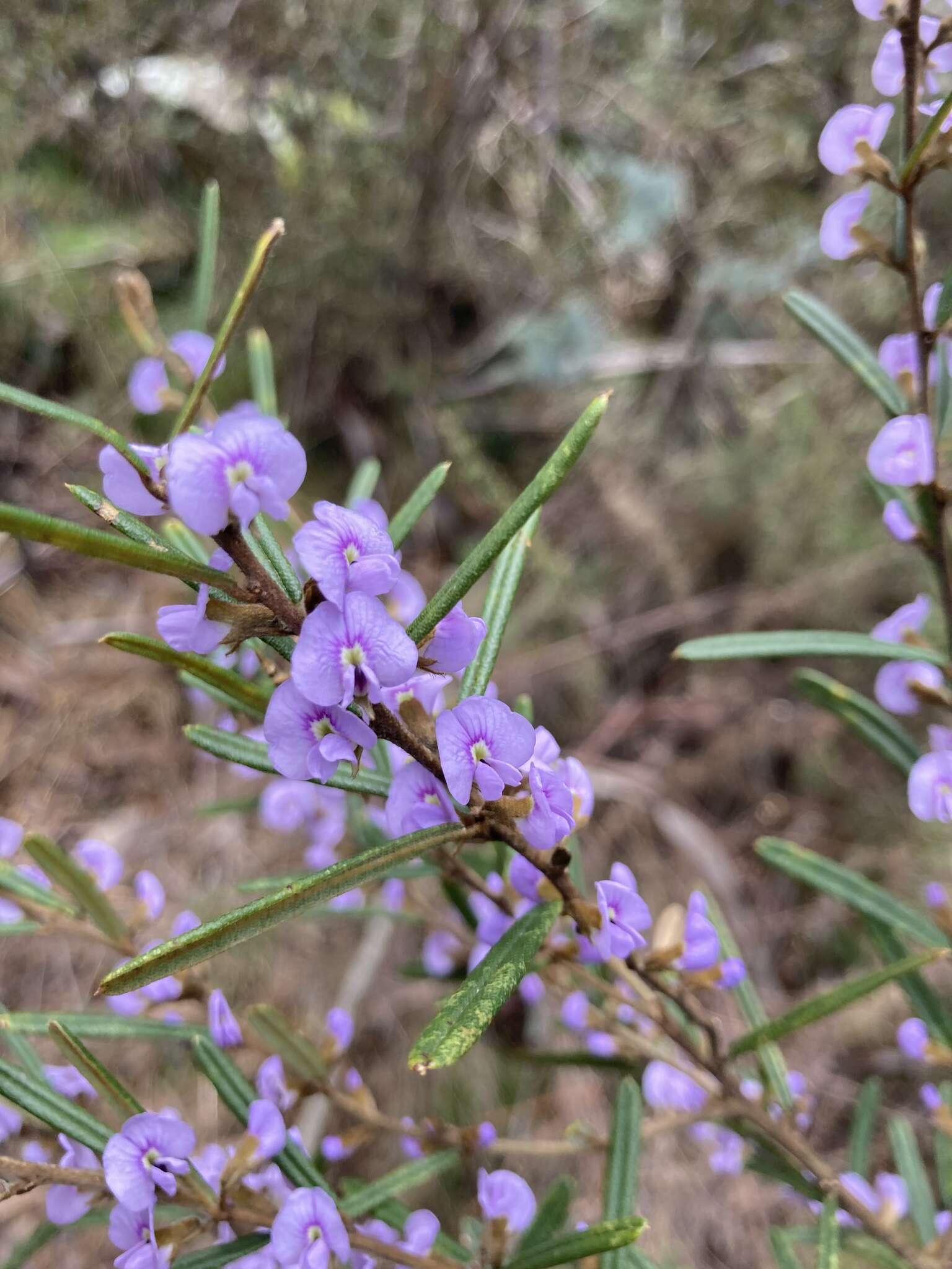 Image of Hovea asperifolia subsp. asperifolia