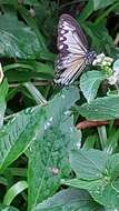 Image of Ideopsis gaura canlaonii