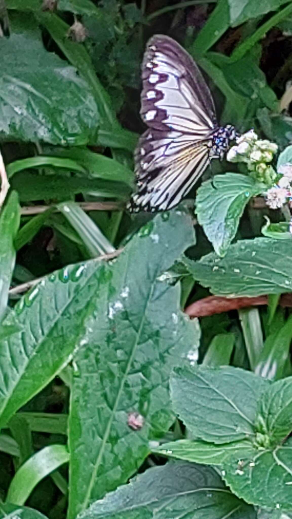 Sivun Ideopsis gaura canlaonii kuva