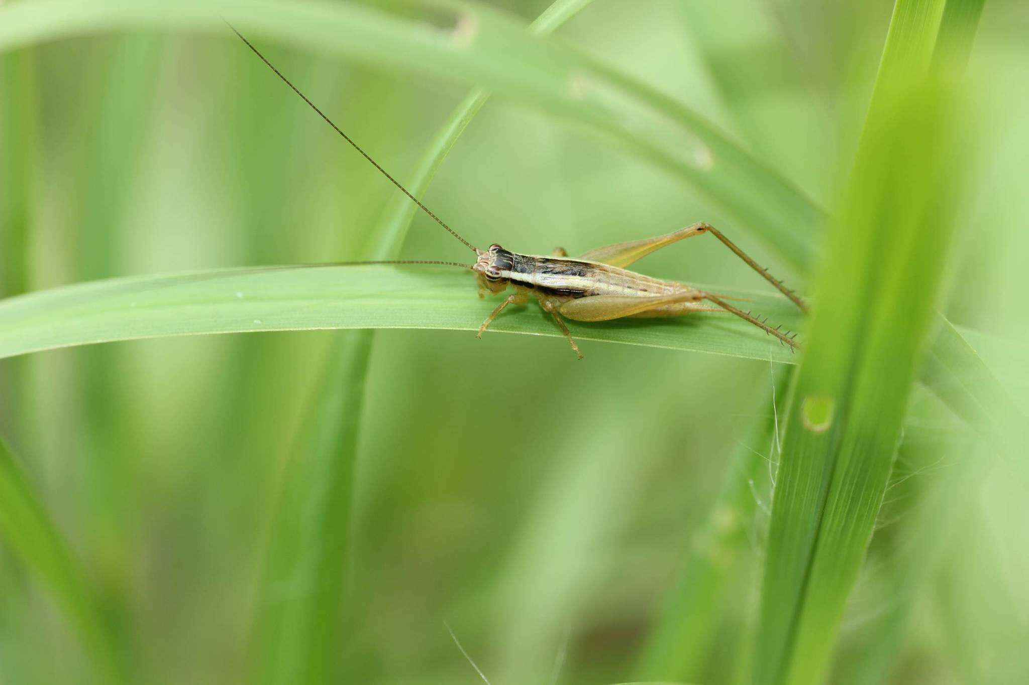 Image of Euscyrtus (Osus) japonicus Shiraki 1930