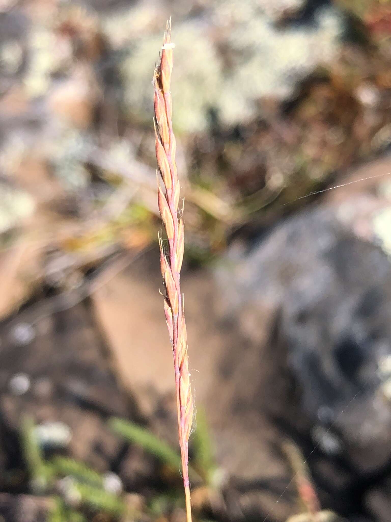 Image de Festuca saximontana Rydb.