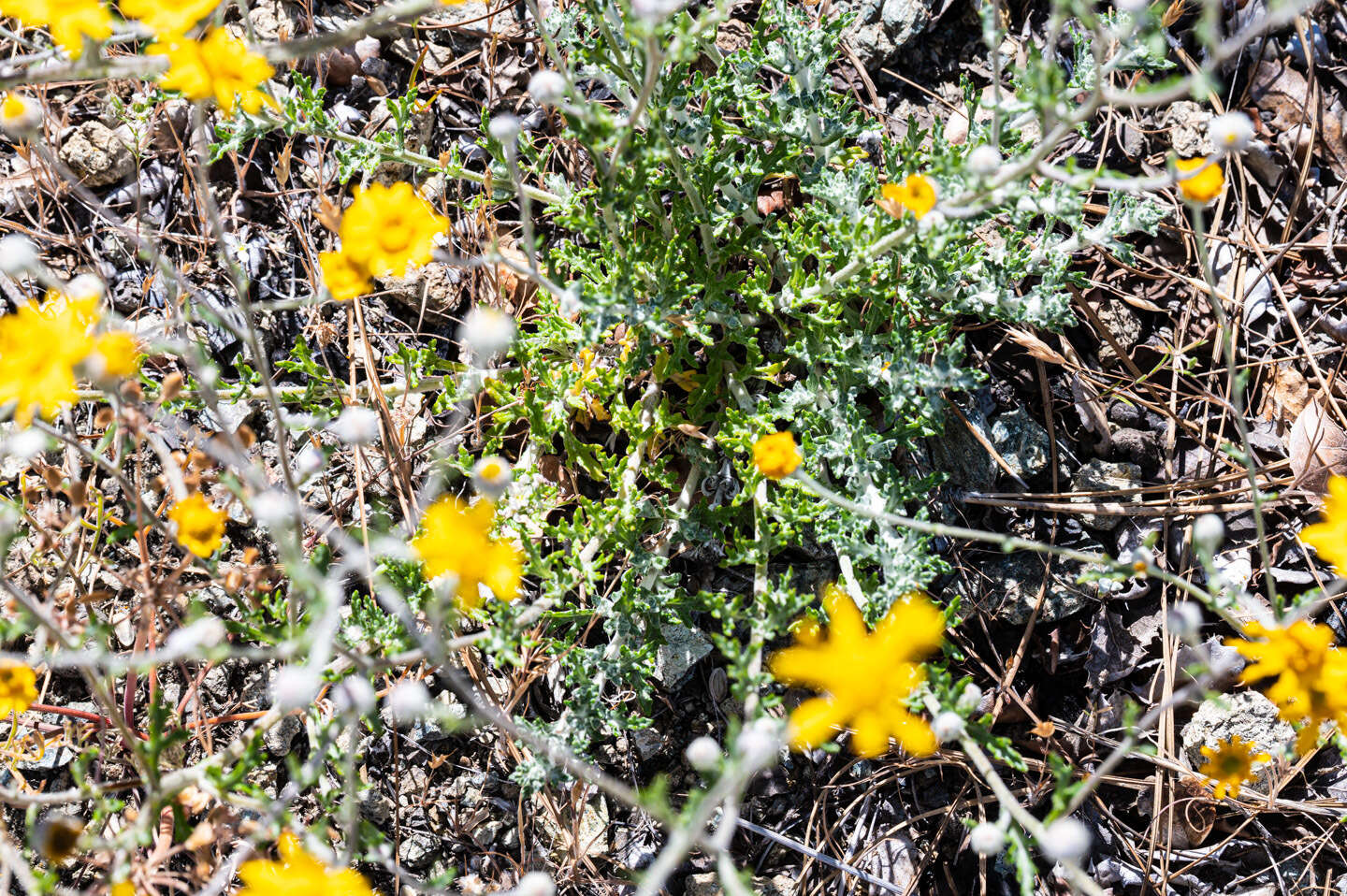 Image of <i>Eriophyllum lanatum</i> var. <i>achilleoides</i> (DC.) Jeps.