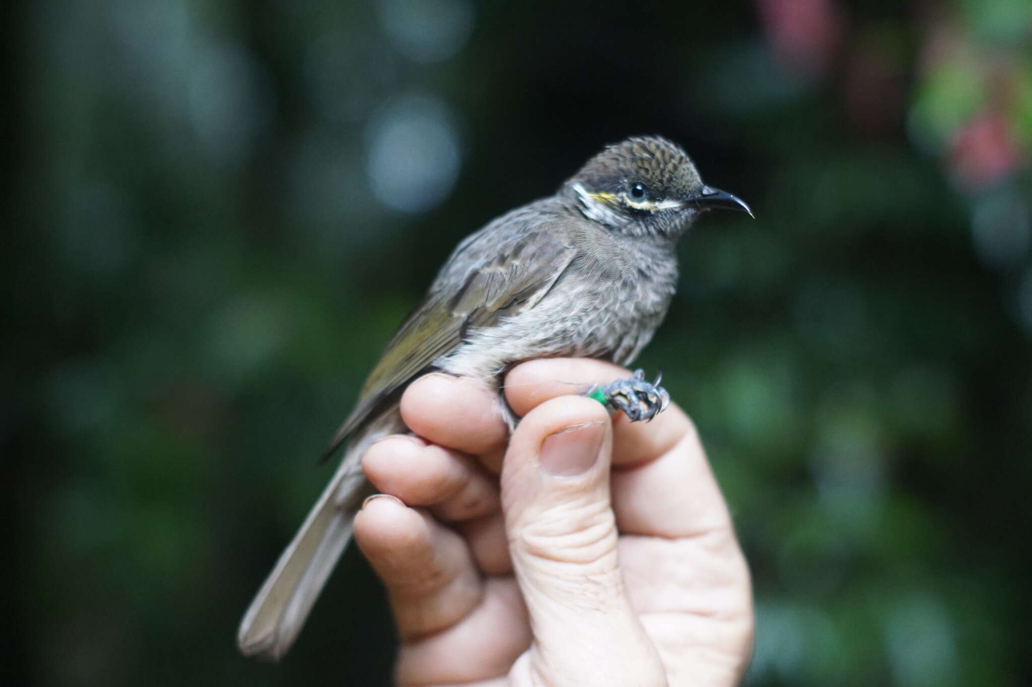 Image of Eungella Honeyeater