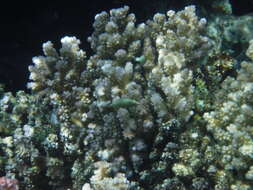 Image of Red Sea longnose filefish