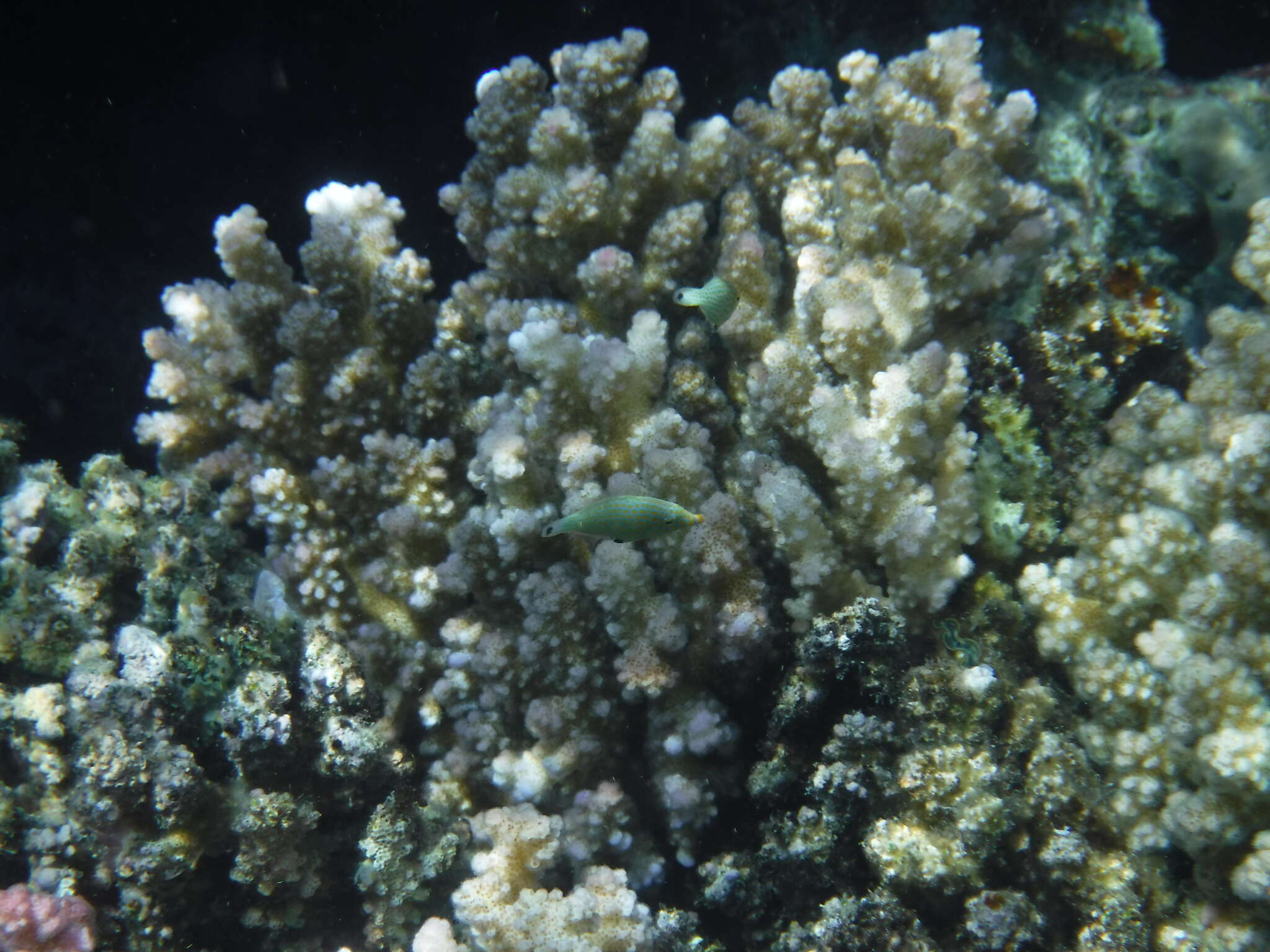 Image of Red Sea longnose filefish