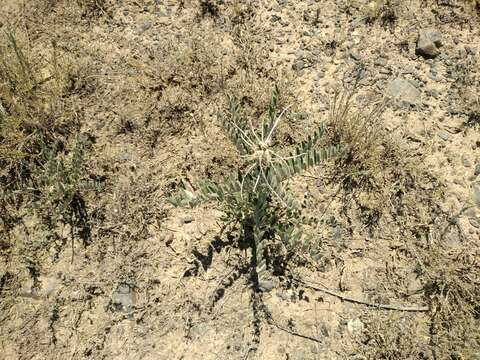 Image of Sophora alopecuroides L.