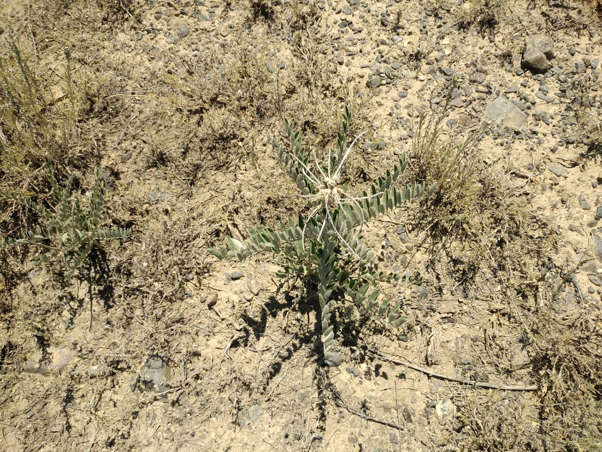 Sophora alopecuroides L. resmi