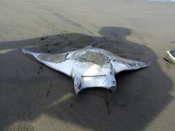 Image of Munk&#39;s devil ray