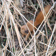 Image of Siberian Weasel