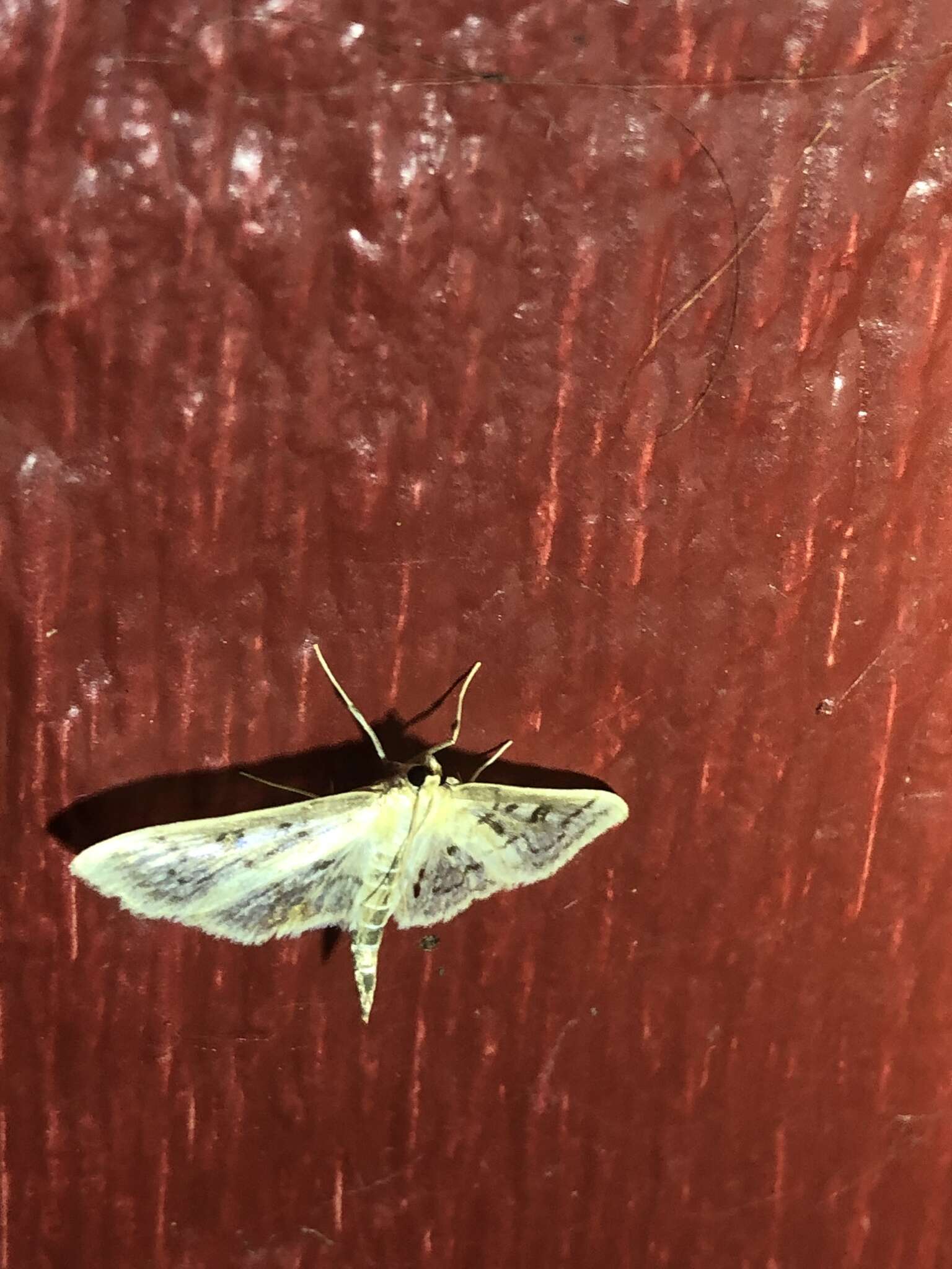 Image of Herpetogramma aquilonalis