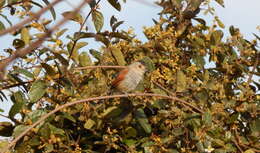 Image of Rufous-winged Antshrike