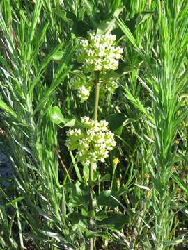 Imagem de Asclepias tomentosa Ell.