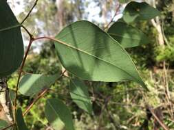 Eucalyptus melliodora A. Cunn. ex Schauer resmi