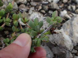 Imagem de Ruschia cymbifolia (Haw.) L. Bol.