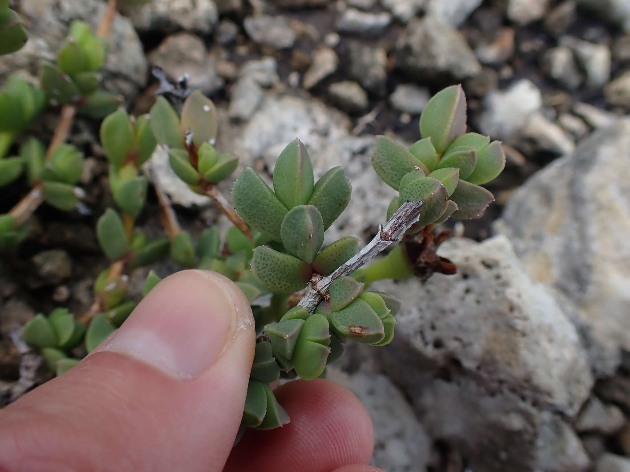 Imagem de Ruschia cymbifolia (Haw.) L. Bol.