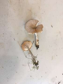 Clitocybe salmonilamella H. E. Bigelow 1976 resmi