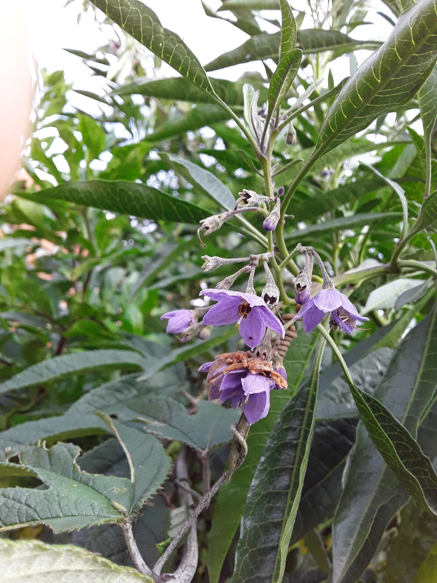 Image of Solanum nitidum Ruiz & Pav.