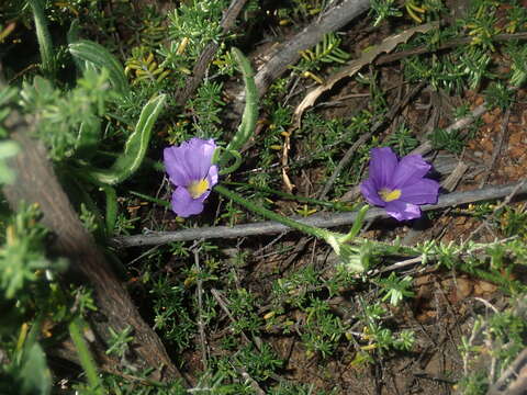 Image of Scaevola phlebopetala F. Müll.